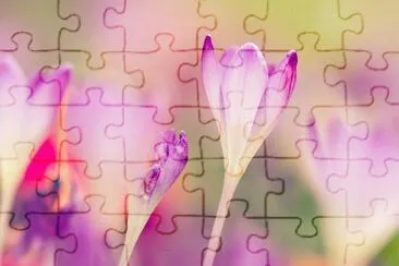 Bunt jigsaw puzzle