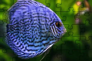 Blue Fish jigsaw puzzle