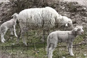 ovejas pastando jigsaw puzzle