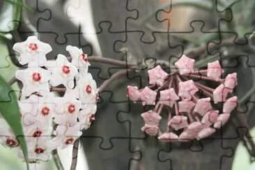 Flor de nÃ¡car 2 jigsaw puzzle