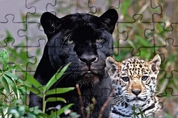 black panther