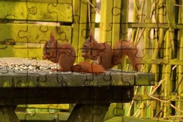 Squirrels
