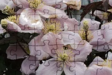 Flores rosas