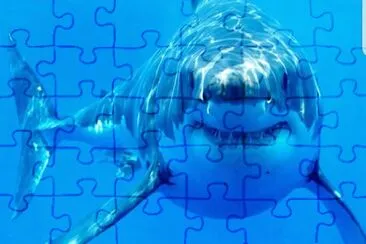 פאזל של Shark