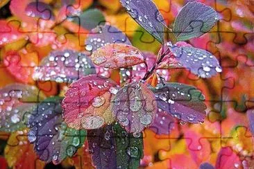 dew jigsaw puzzle