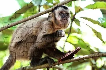 Scimmia chiodo sul ramo jigsaw puzzle