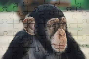 Scimmia ape jigsaw puzzle