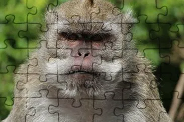 Scimmia mauritius jigsaw puzzle