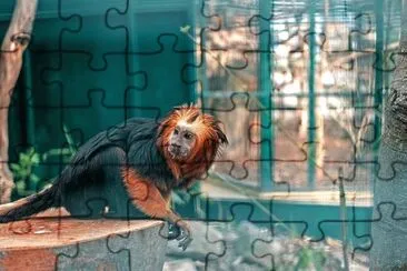 Scimmia affchen jigsaw puzzle