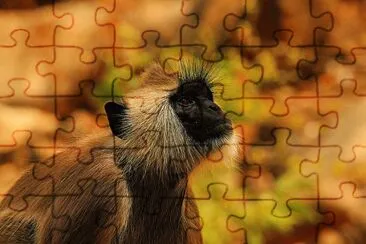 Scimmia cercopiteco jigsaw puzzle