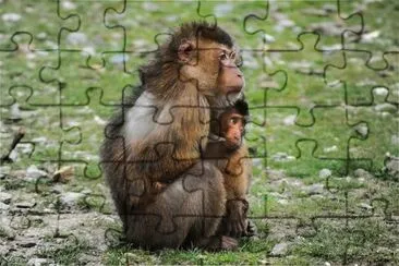 Scimmia macaca sylvanus jigsaw puzzle