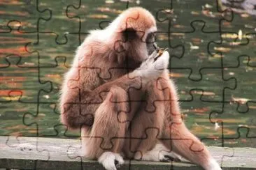 Scimmia wuppertal jigsaw puzzle