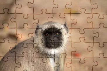 Scimmia india langur hanoman jigsaw puzzle