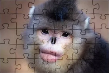Scimmia dal naso camuso