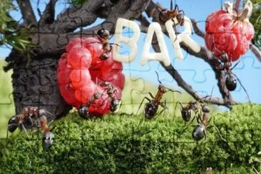 ant