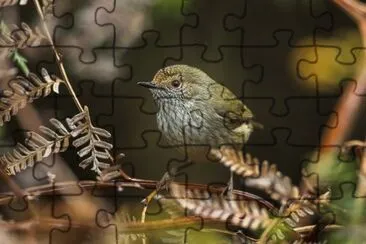 Tasmanian thornbill