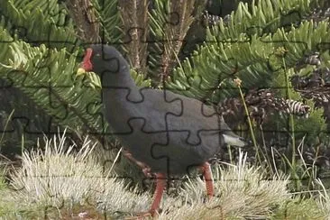 Gallinula comeri