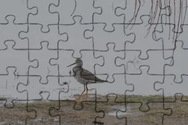 פאזל של Sandpiper at edge of spring swamp