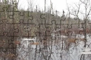 Spring swamp reflections