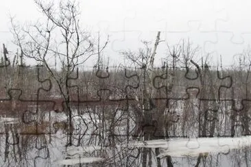 Spring swamp - lots of water