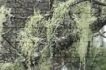 Green fuzzies hang from branches