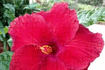 Hibiscus3