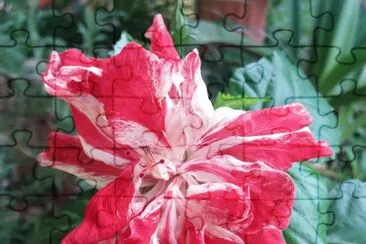 Hibiscus4