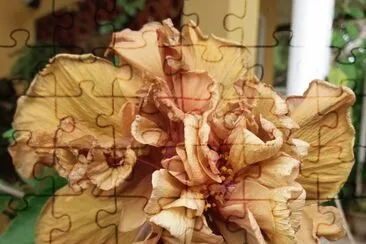 Hibiscus5