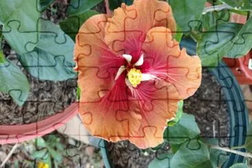 Hibiscus7