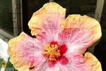 Hibiscus10