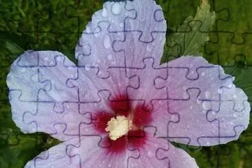 Hibiscus11