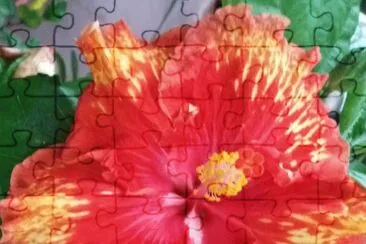 פאזל של Hibiscus13