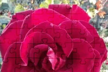 פאזל של Rosa roja