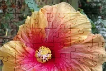 פאזל של Hibiscus14