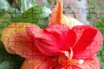 פאזל של Hibiscus15