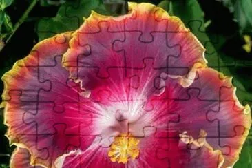 פאזל של Hibiscus16