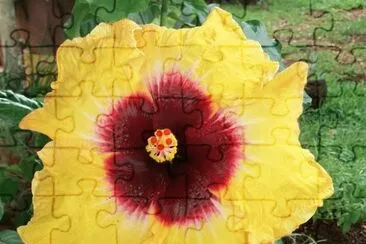 פאזל של Hibiscus17