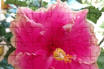 פאזל של Hibiscus19