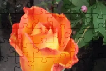 פאזל של Rosa