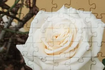 פאזל של Rosa blanca