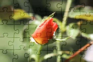 Pimpollo jigsaw puzzle