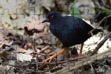 Porzana atra jigsaw puzzle