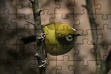 Occhialino quattrocchi jigsaw puzzle