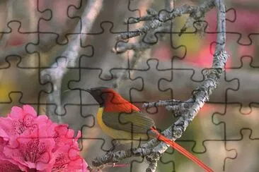 Nettarinia codaflammea jigsaw puzzle