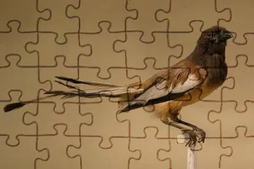 Dendrocitta vagabunda jigsaw puzzle