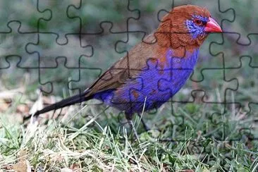 Granatino viola jigsaw puzzle