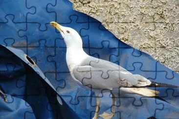 GoÃ©land jigsaw puzzle