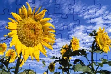 girasol
