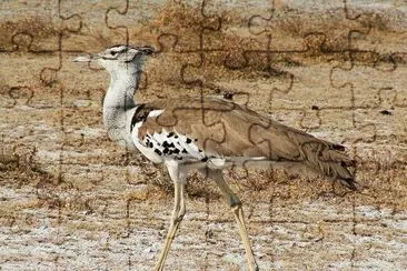 Bustard jigsaw puzzle