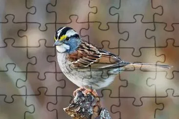Passero golabianca jigsaw puzzle